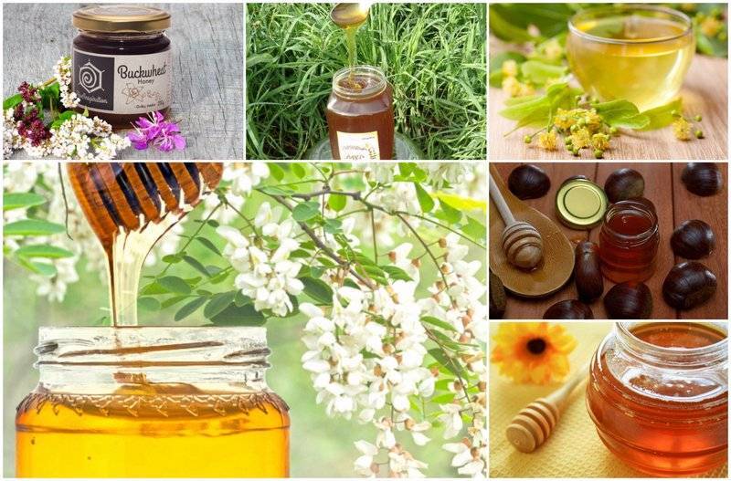 Мед акации: полезные свойства, противопоказания, калорийность. мед белой и желтой акации при сахарном диабете и для зрения