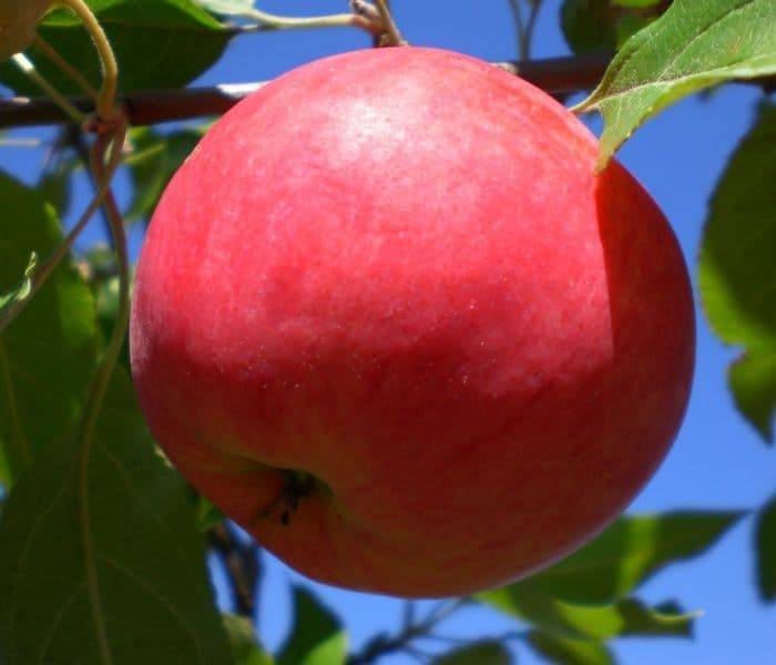 Яблоня мантет: описание и характеристика сорта, чем полезны, посадка и уход