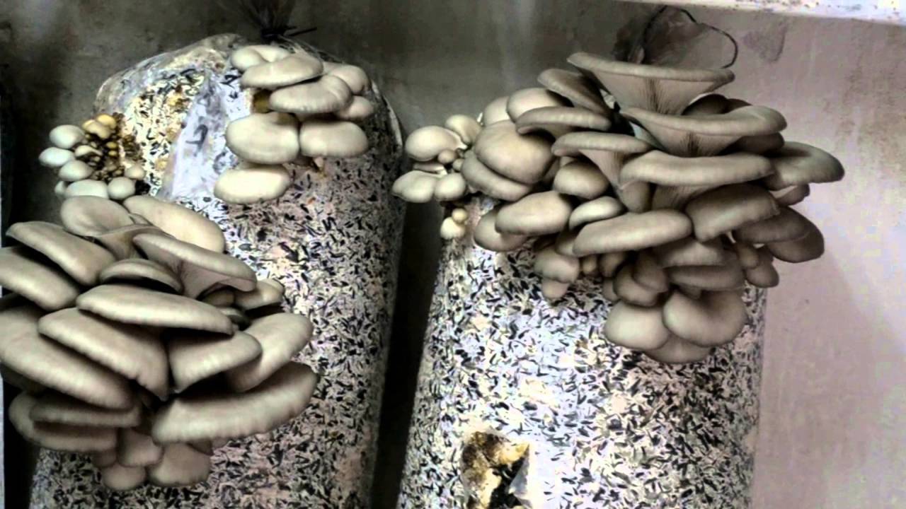 Какие грибы можно выращивать. где выращивать грибы. как можно выращивать грибы вешенки, шиитаке, шампиньоны, белые грибы. выращивание грибов на дачном участке. выращивание грибов на даче это не только занятие для хобби, но и польза для всей семьи.