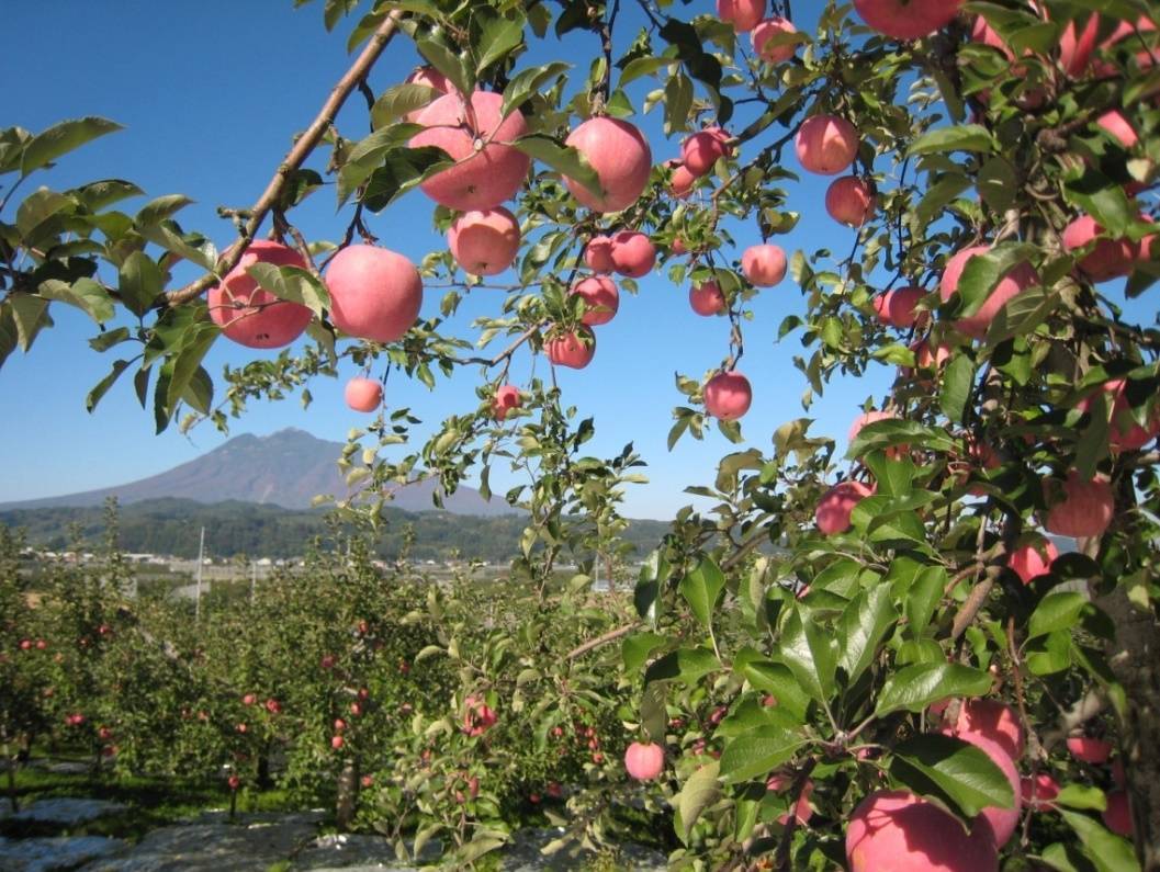 Знаменитая яблоня фуджи: отзывы, описание, фото