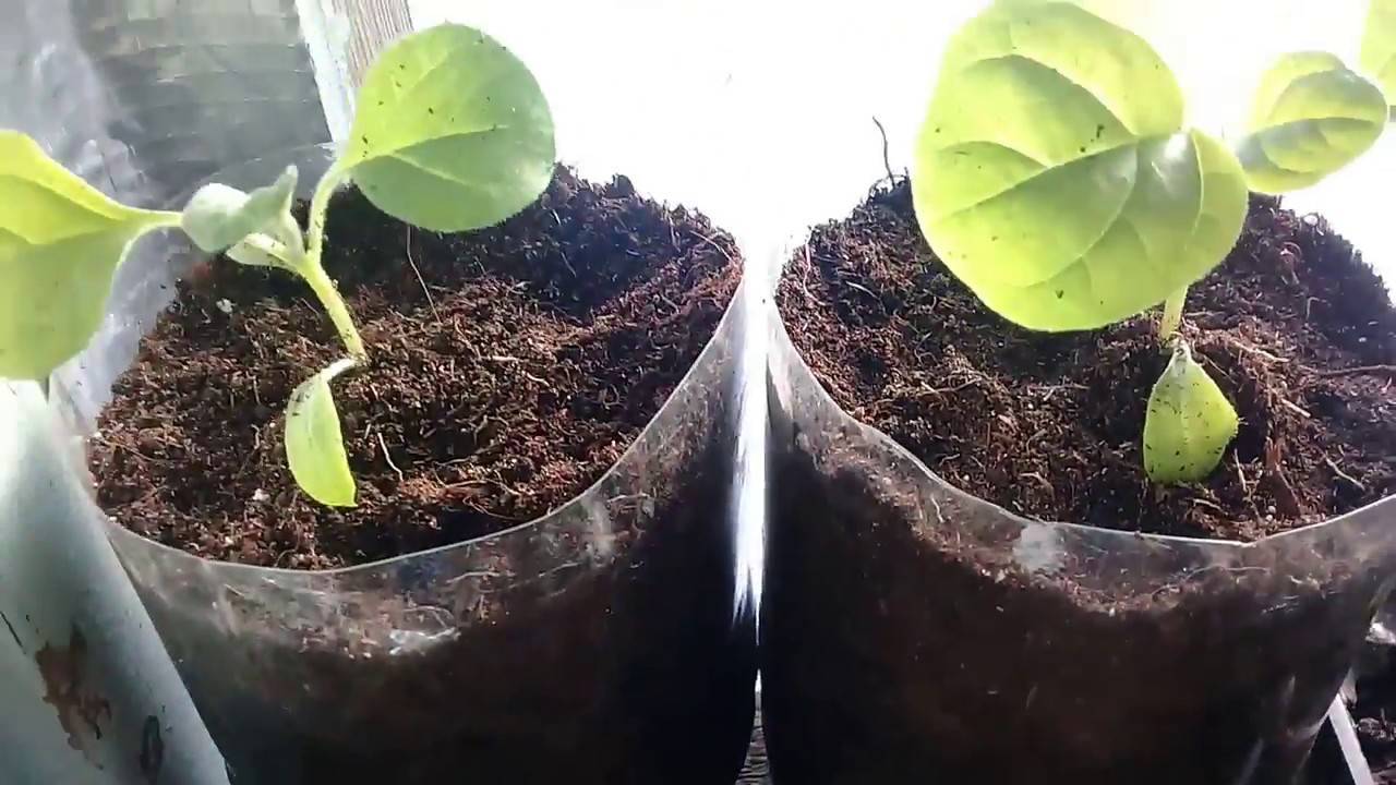 Как вырастить баклажаны в открытом грунте – делаем правильно