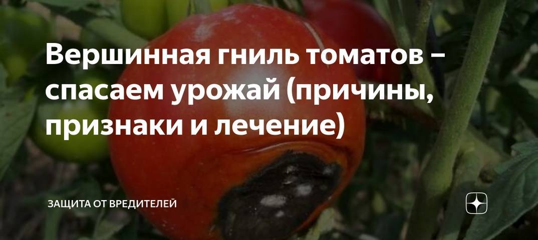 Вершинная гниль на помидорах: лечение как корректировка агротехники