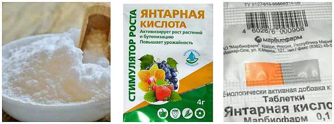 Как использовать янтарную кислоту для увеличения количества завязей огурцов русский фермер