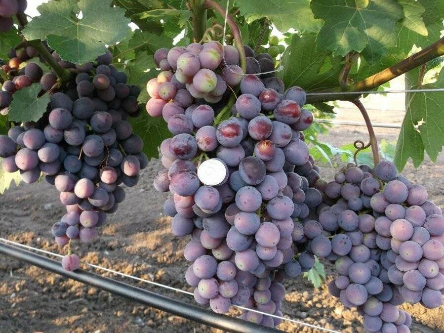 Сорт винограда памяти учителя - описание сорта, характеристики