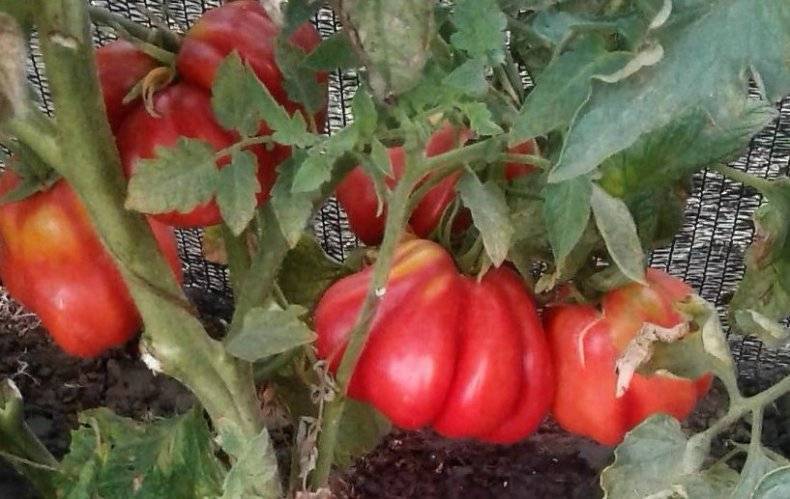 Томат «тлаколула де матаморос». описание сорта: характеристика урожайности и агротехника посадки, уход и выращивание помидора (фото)