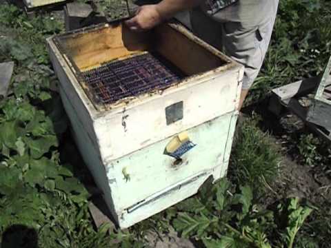 Ульи для пчел: своими руками, чертежи, видео