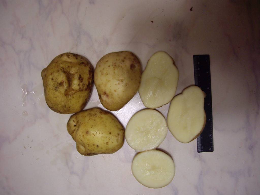 Сорт картофеля зекура: фото, отзывы, описание, характеристики.