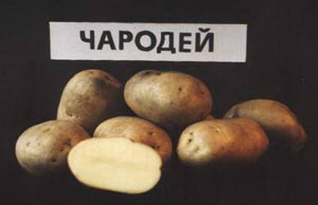 Картофель чародей: описание сорта, характеристика, урожайность, отзывы, фото