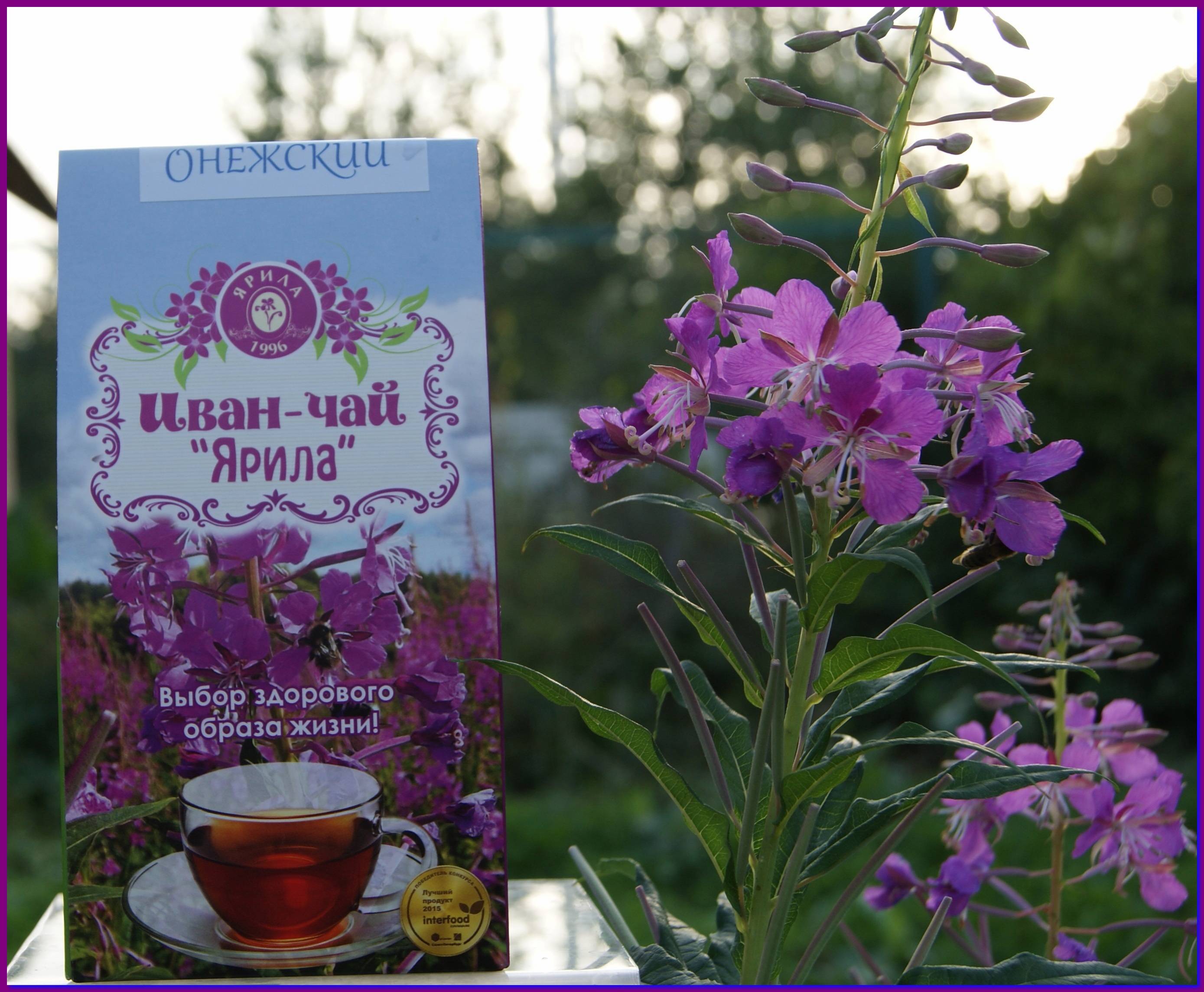 Иван-чай для мужчин: полезные качества травы, как принимать и сочетать с другими травами