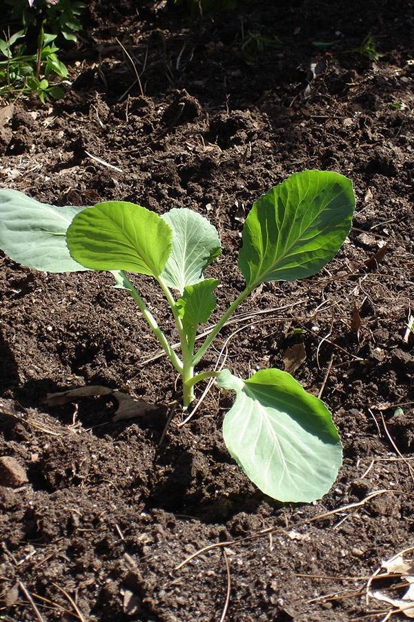 Ранняя белокочанная капуста выращивание и уход