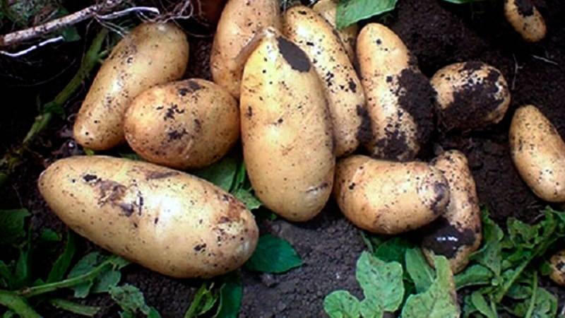 Картофель импала: описание сорта, отзывы, характеристика