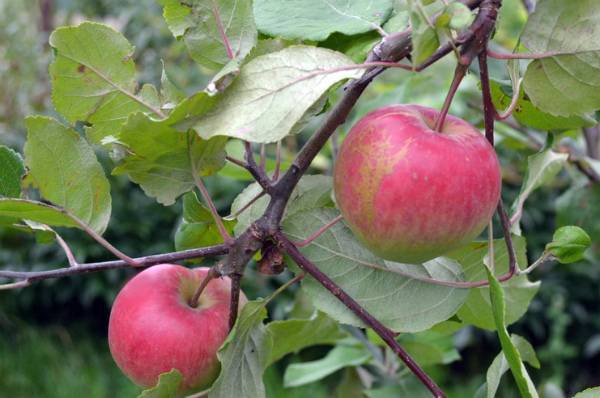 Нужен обильный урожай с минимумом усилий? присмотритесь к сорту яблонь краса свердловска