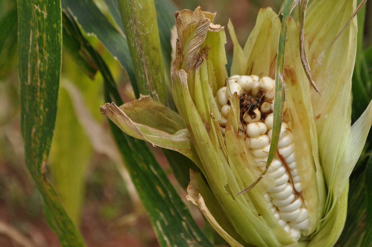 Болезни и вредители сахарной кукурузы. фото, описание, меры защиты и борьбы