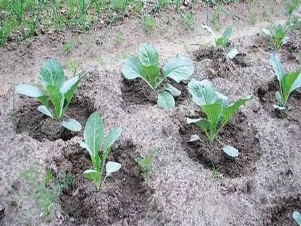 Как сажать капусту семенами в открытый грунт и рассадным способом