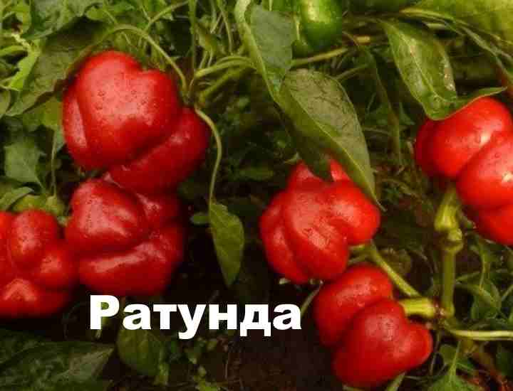 Необычный сорт острого перца ратунда с оригинальным внешним видом томато-тыквы от молдавских селекционеров