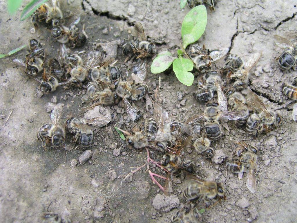 Как избавиться от пчел на стенах дома, уничтожить пчелиный улей на даче, обзор лучших средств и отпугивателей