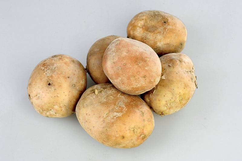 Сорт картофеля лилея: описание и характеристика овоща, нюансы по выращиванию и уходу, сбор и хранение урожая, фото