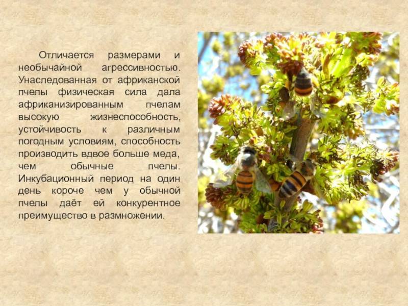 Злые пчелы. что делать?