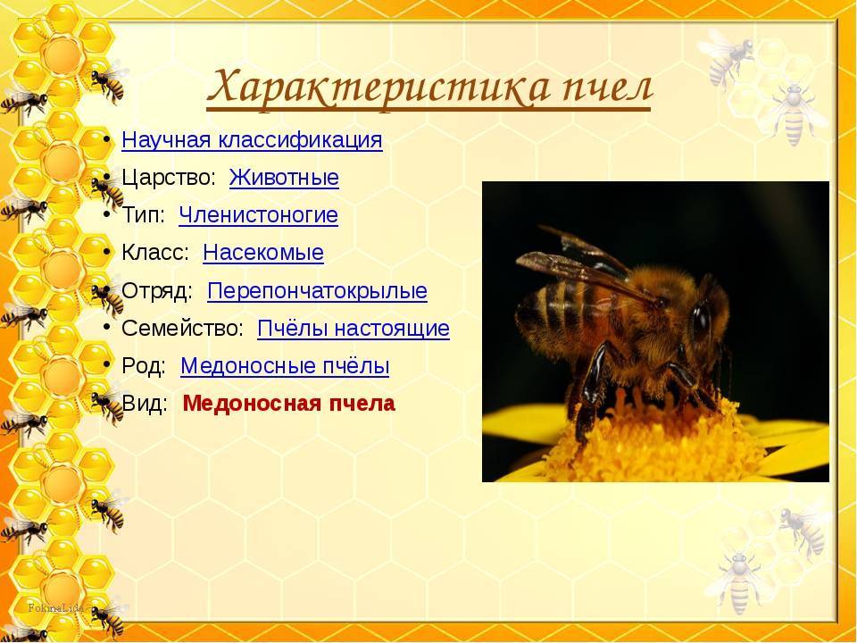 Медоносная пчела: породы, особенности строения