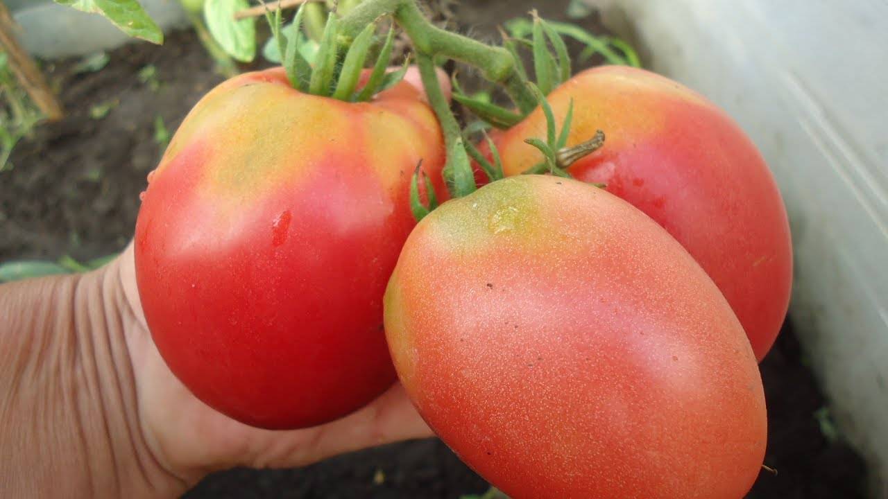 Описание раннеспелого томата розовый спам и агротехника выращивания гибрида