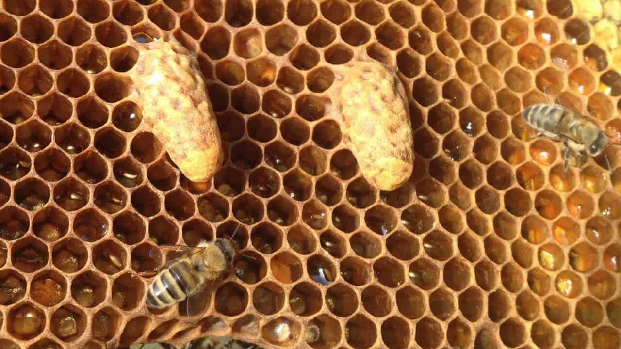 Выстраивание маточников пчелами