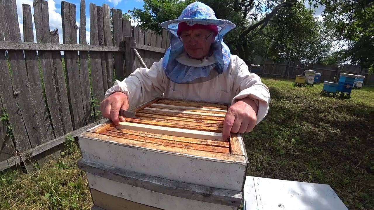 Главный взяток у пчёл. как готовиться к медосбору