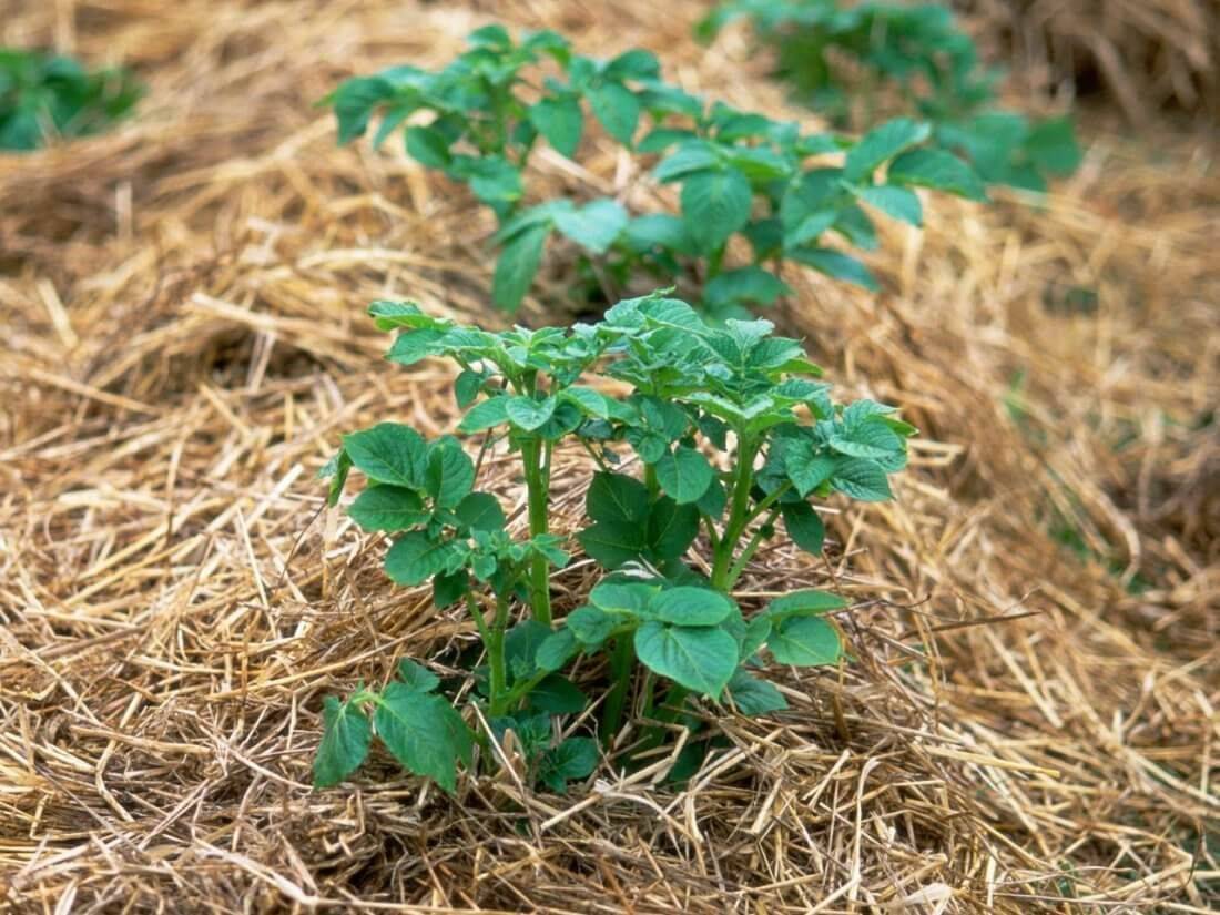 Выращивание картофеля под соломой или сеном: популярные методы, основы агротехники, советы опытных огородников