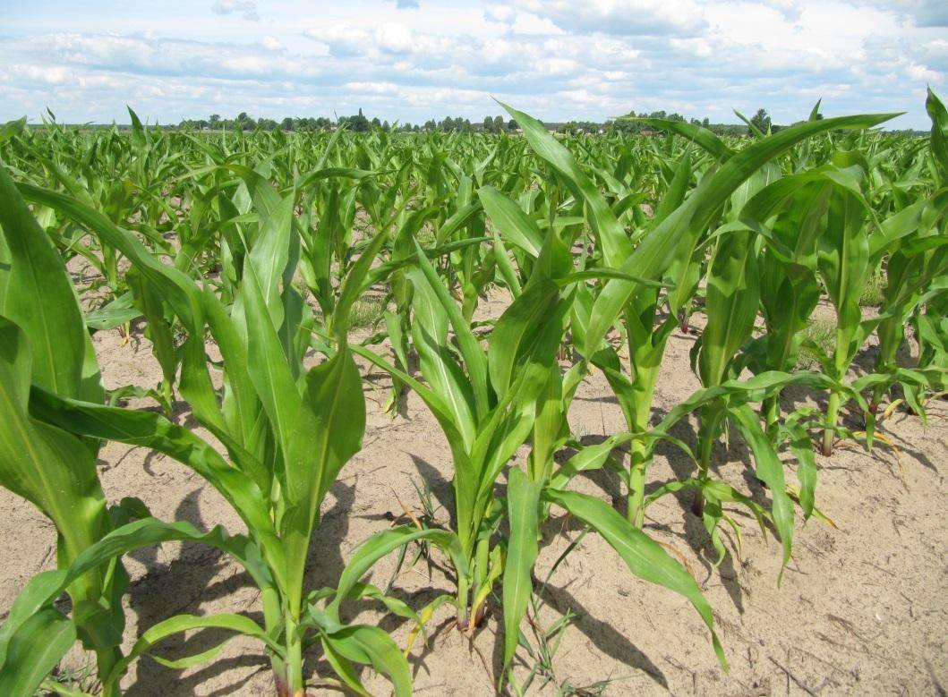 Силосование кукурузы – надежный метод заготовки сочного корма
