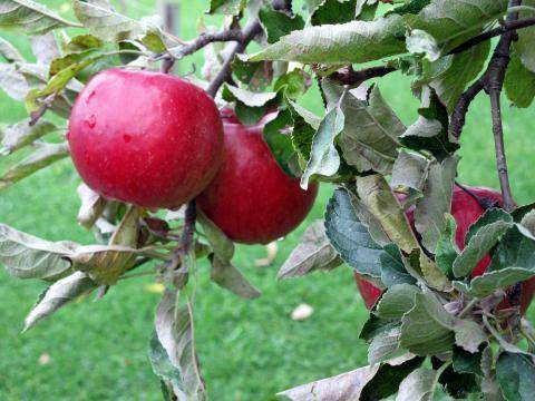 Иммунная к парше яблоня веньяминовское: описание, фото