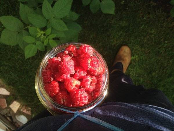 Как и чем подкормить малину весной для хорошего урожая сладких ягод