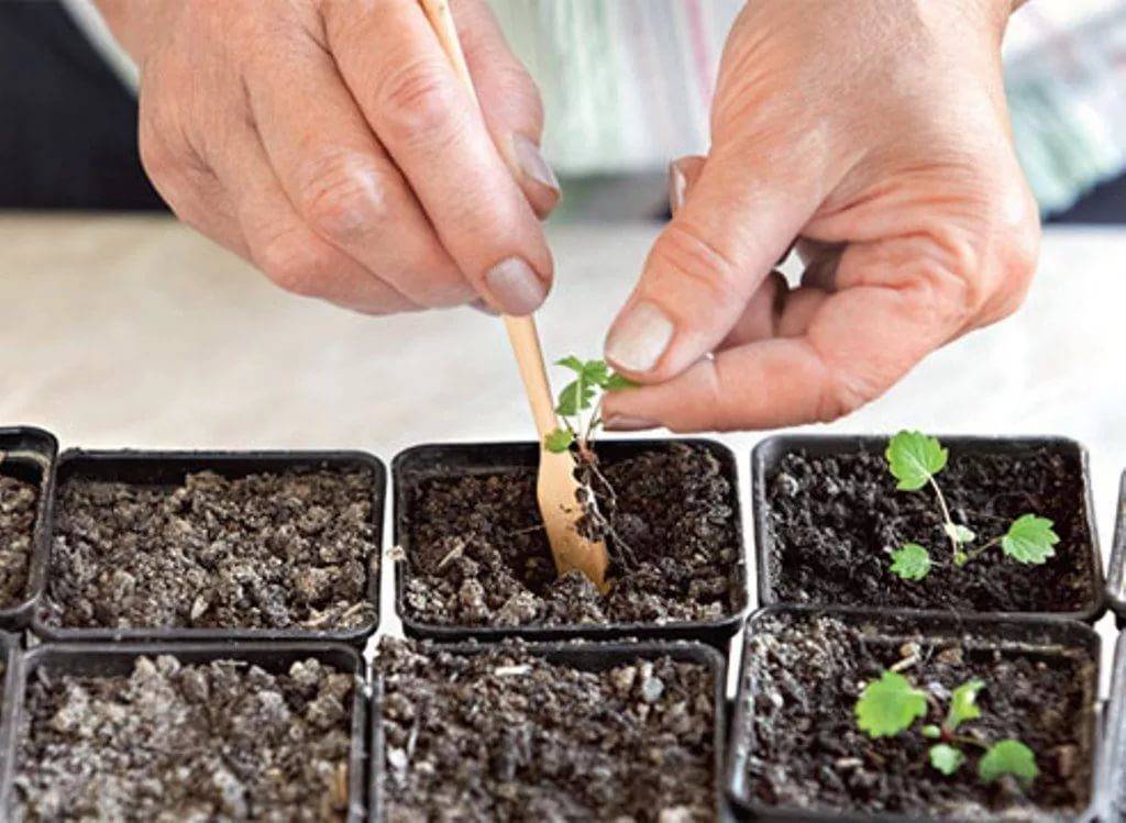 Как в домашних условиях вырастить клубнику из семян на рассаду для начинающих