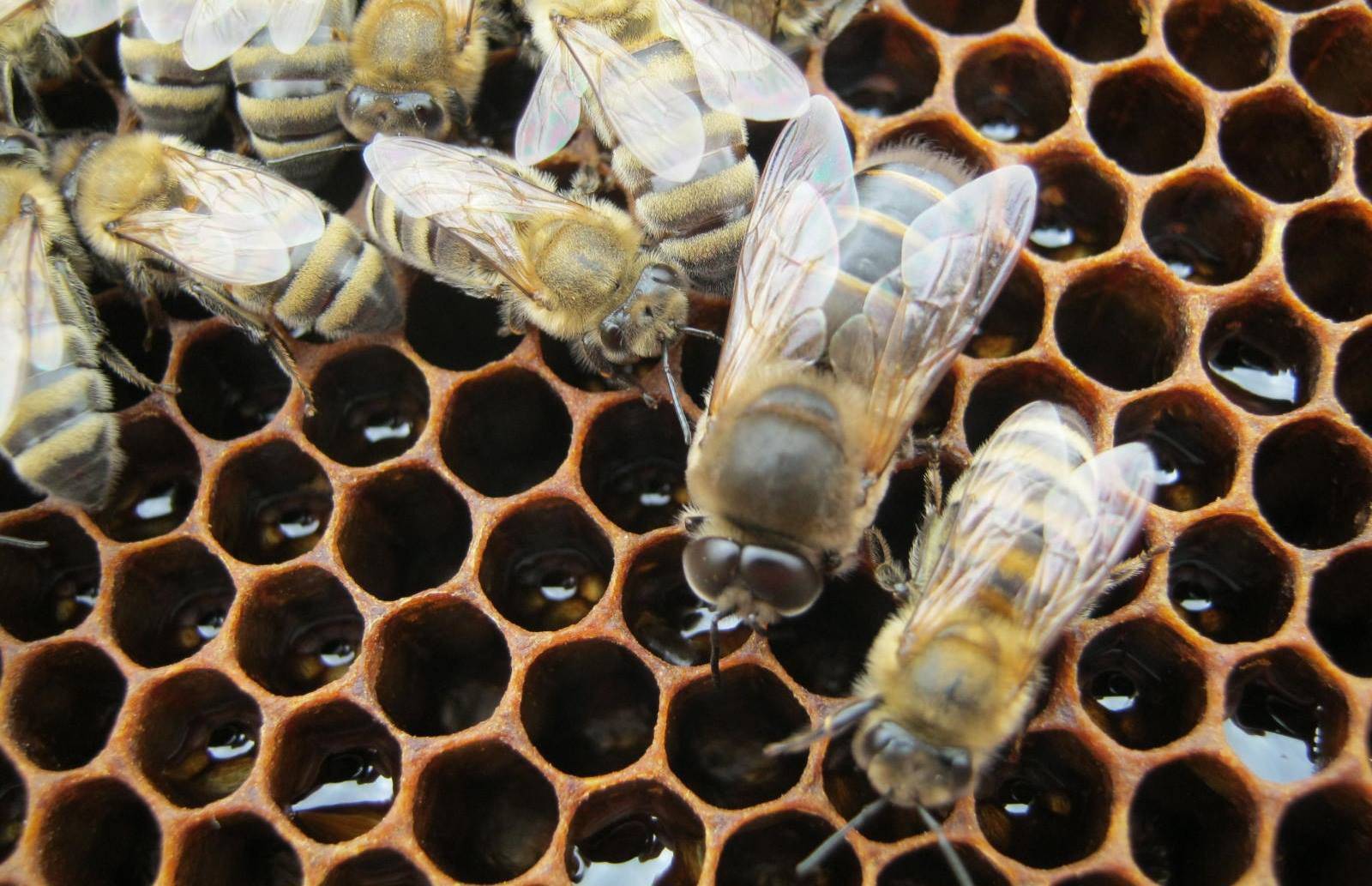 Жизнь нашей пасеки или практическое пчеловодство: исправление отрутневшей семьи/отводка.