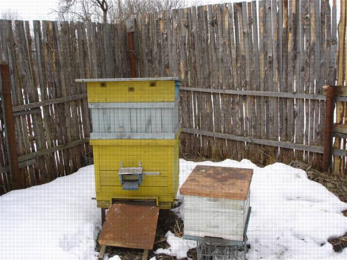 Разведение маток по методу цебро: применение метода цебро в пчеловождении