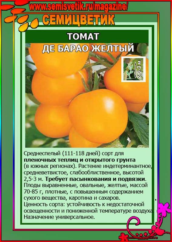 ᐉ томат "золотая капля": особенности сорта помидоров, описание и урожайность, борьба с вредителями, способ употребления - orensad198.ru