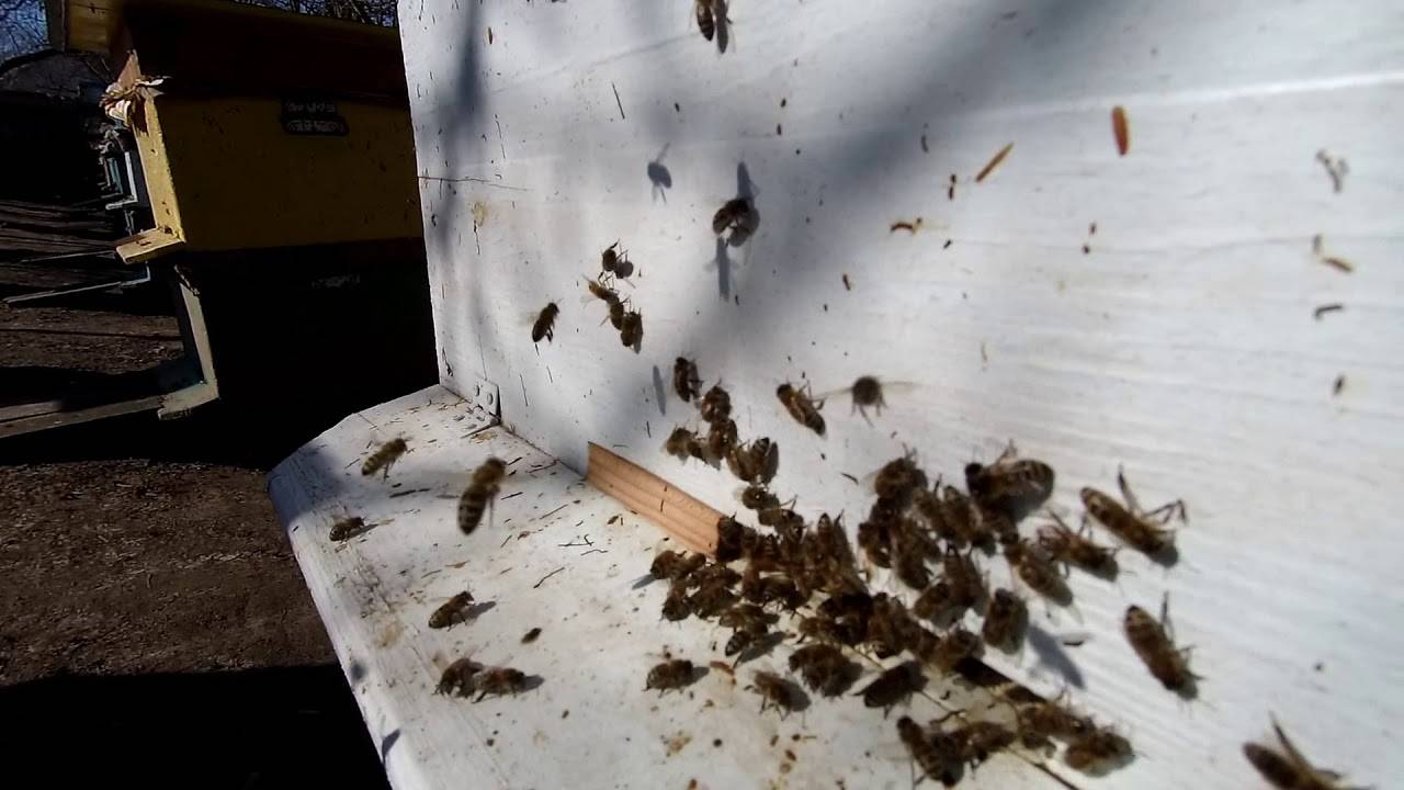 Пчелы в теплицах, как опылители растений