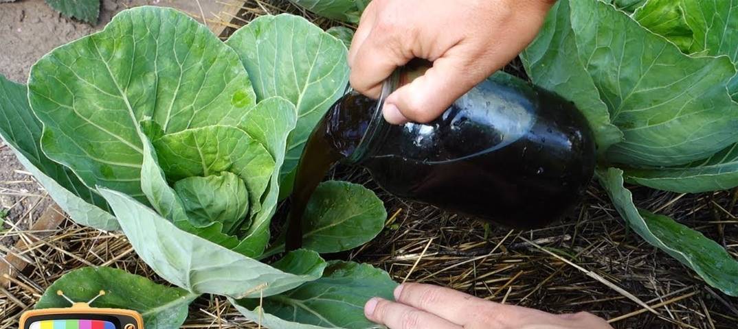 Как подкормить капусту для формирования кочана? чем подкормить капусту после высадки в грунт? как и чем подкормить капусту: народные методы, рекомендации, отзывы