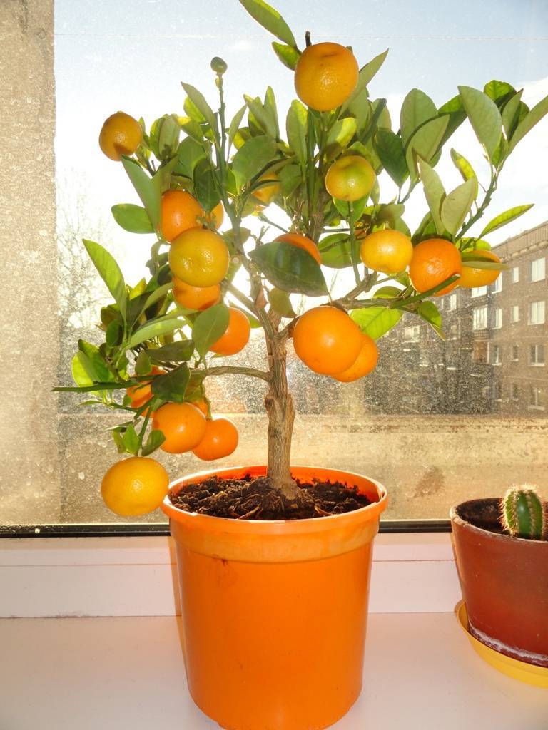 Выращивание в домашних условиях апельсинового дерева из косточки и дальнейший уход за ним