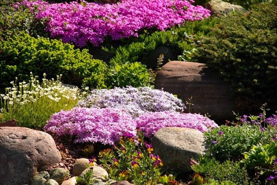 12 самых красивых зимостойких кустарников для вашего сада