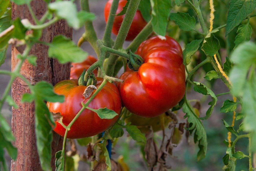 Выбираем ранние сорта томатов для теплицы и открытого грунта: личный опыт