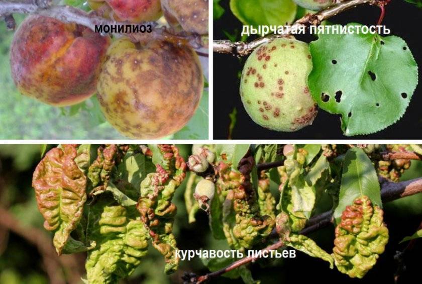 Болезни абрикосов и их лечение ?: фото, почему гниют на дереве, вредители и борьба с ними, описание | qlumba.com