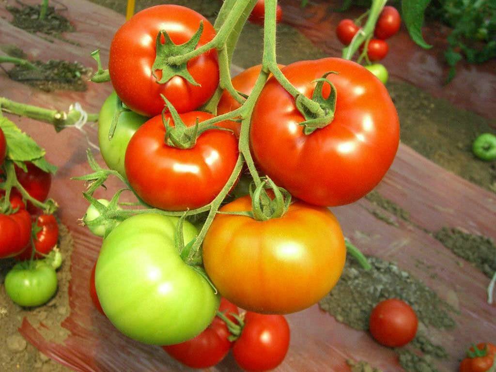 Томаты красным красно f1: урожайность сорта, отзывы и описание с фото