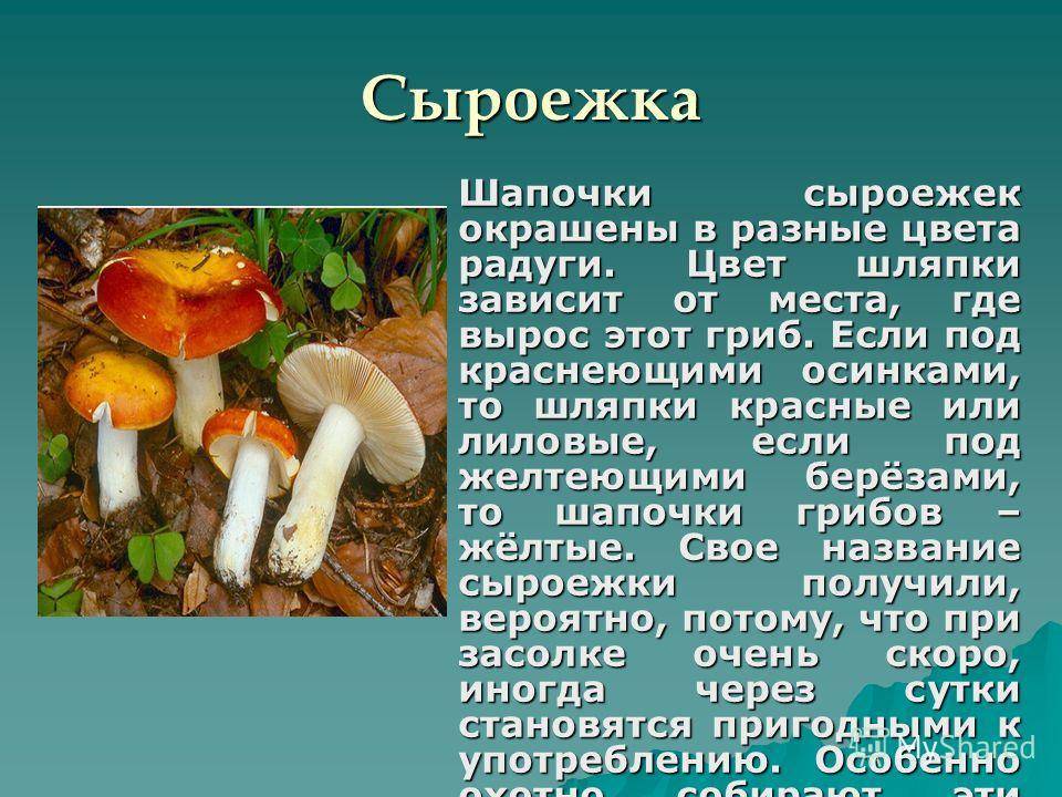 Съедобные древесные грибы: разновидности и особенности приготовления