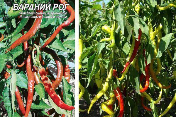 Перец бараний рог: характеристика и описание сорта, отзывы садоводов с фото