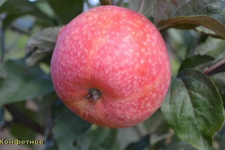Яблоня конфетное