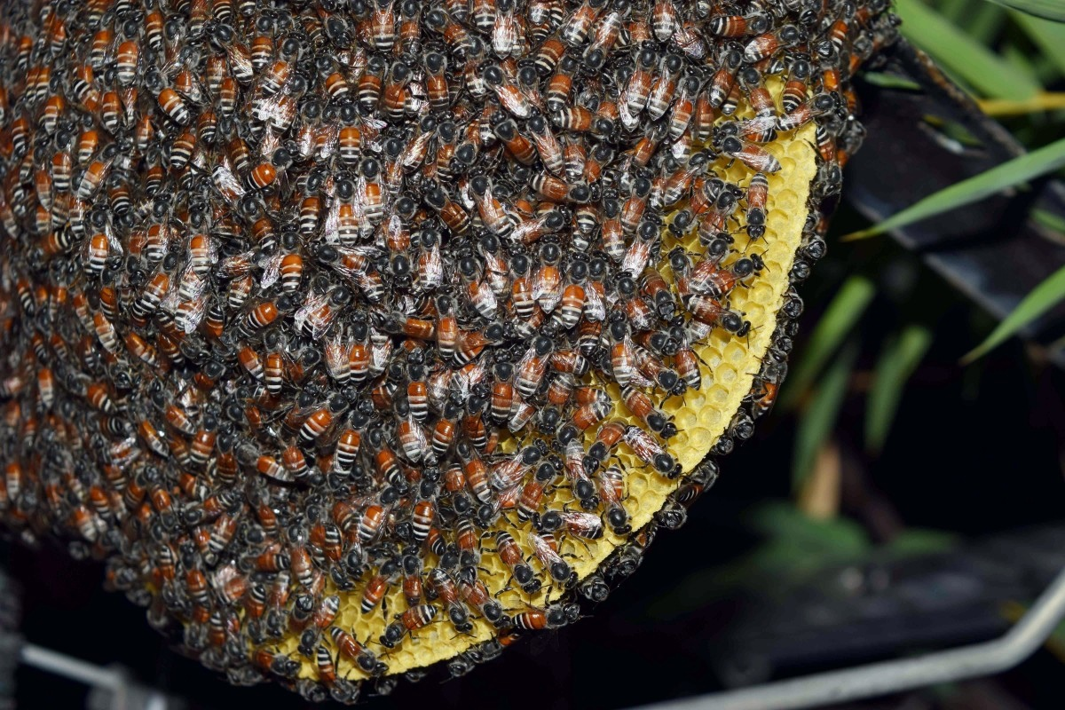 Африканизированные (африканские) пчелы убийцы и их особенности