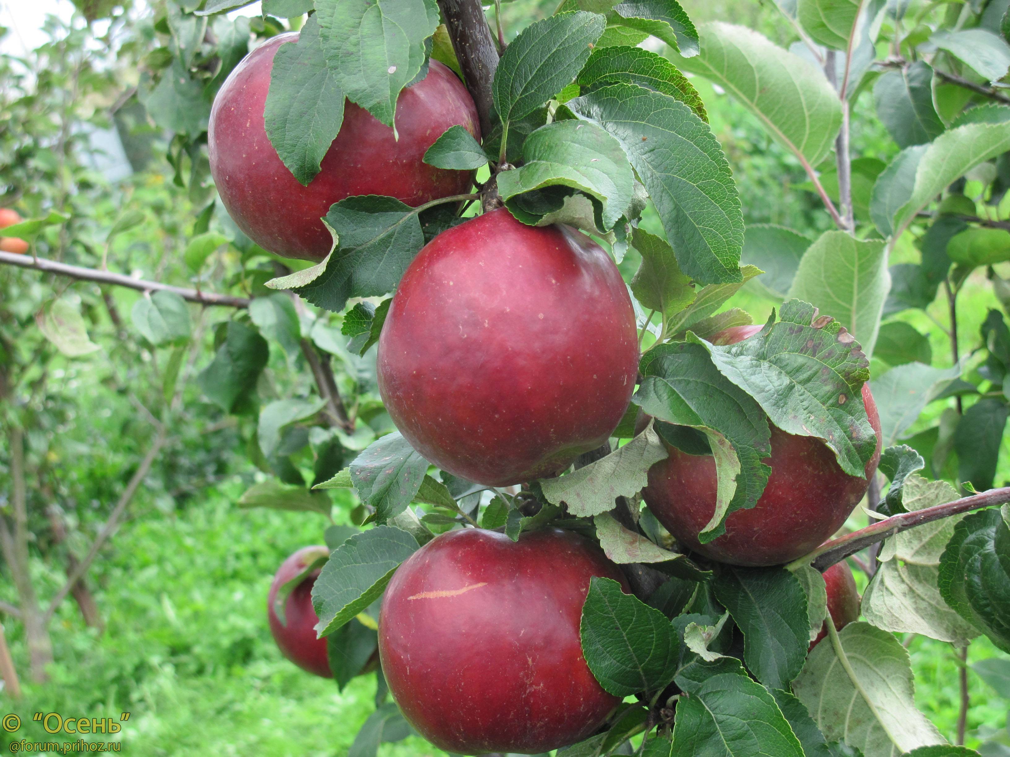 Сорт яблони коваленковское, описание, характеристика и отзывы, а также особенности выращивания данного сорта