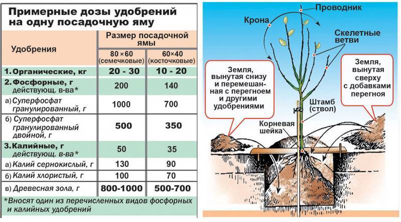 Минеральные удобрения: виды, правила внесения. что нужно растениям. фото — ботаничка.ru