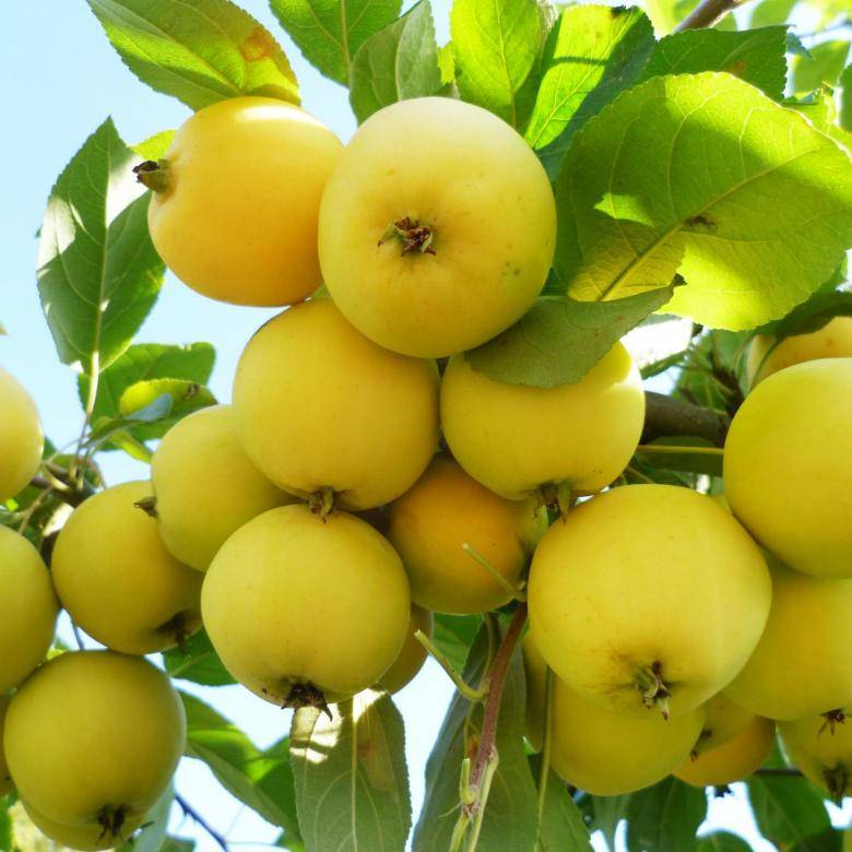 Яблоня уральское наливное: особенности сорта, уход и выращивание