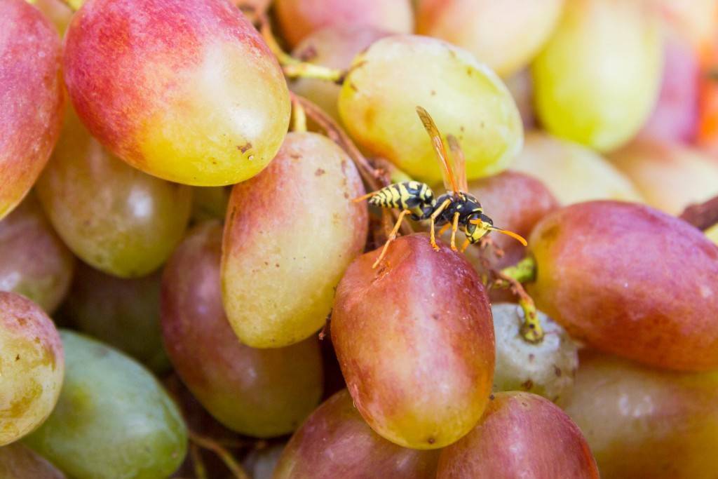 Как избавиться от ос на винограде: как с ними бороться и как спасти виноград