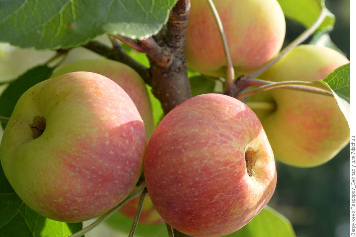 Зеленые яблоки - лучшие сорта зеленых яблонь с названиями и фото (каталог)